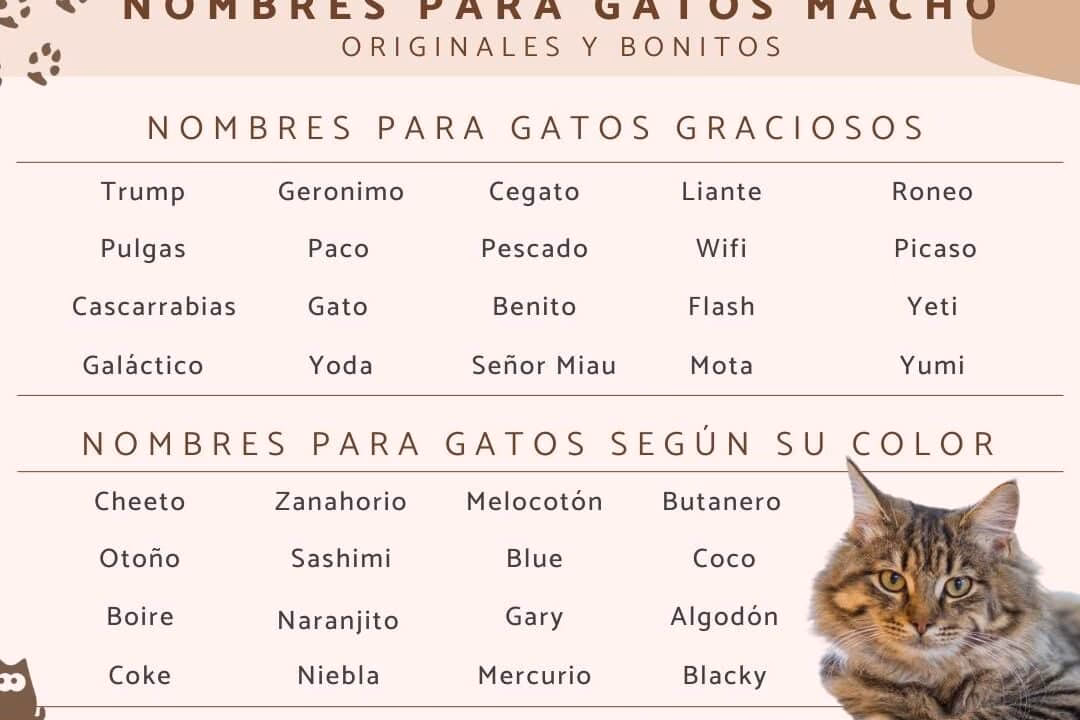 ¿Cuáles son algunos nombres de peluquerías graciosos?