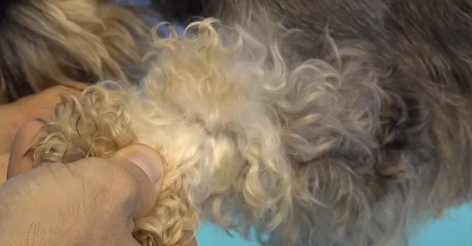 ¿Qué son los nudos en el pelo de los perros?