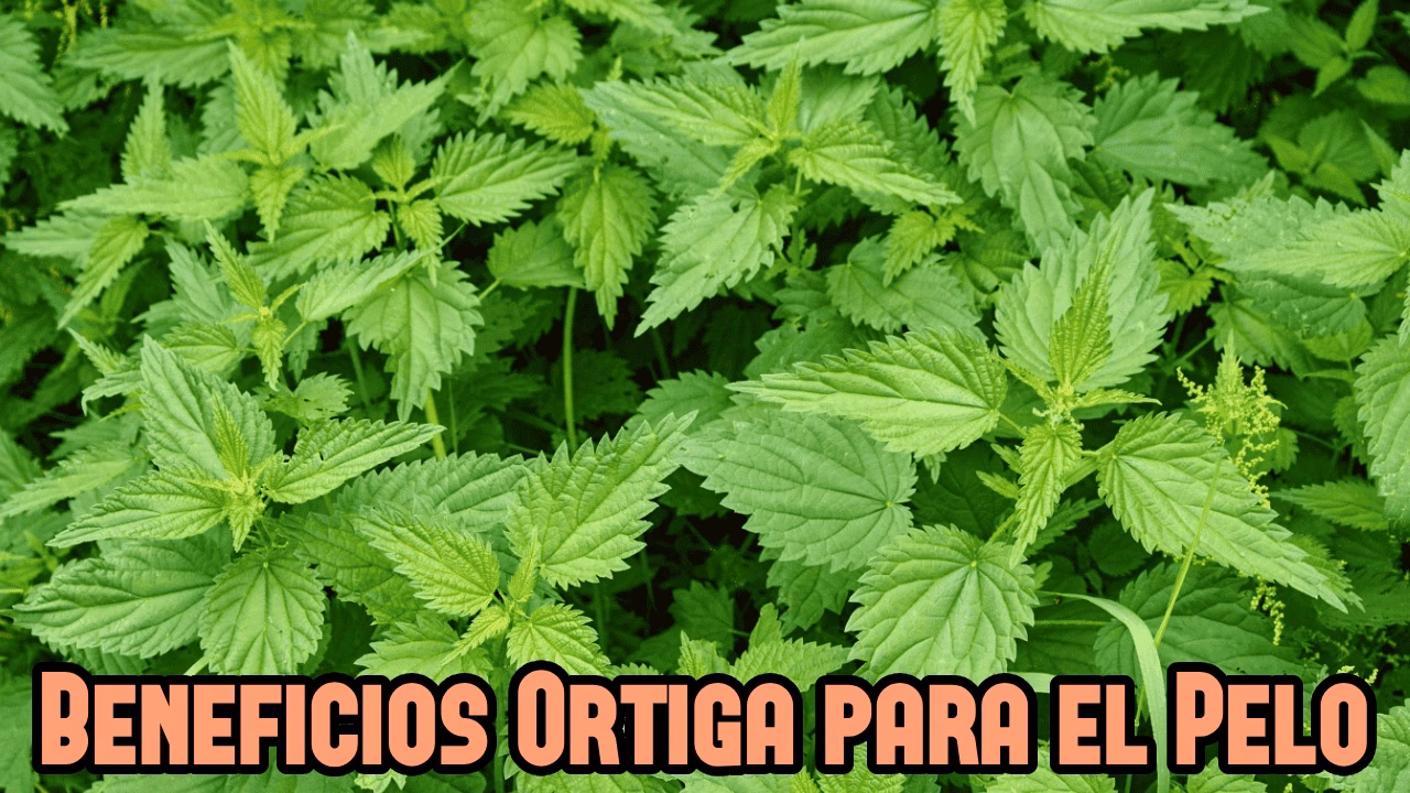 ¿Cuáles son 10 beneficios de la ortiga?
