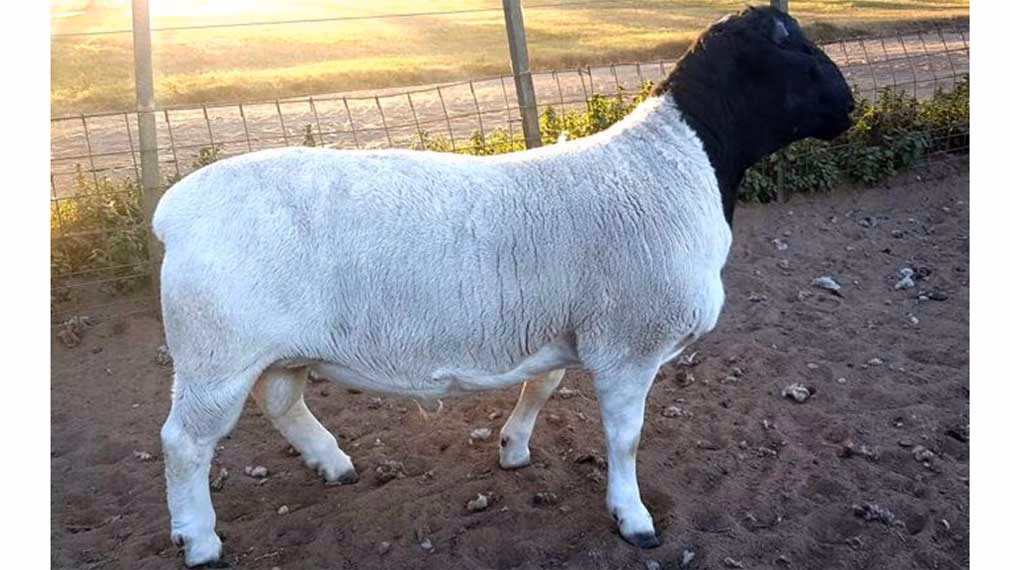 ¿Qué razas de ovinos hay en Argentina?