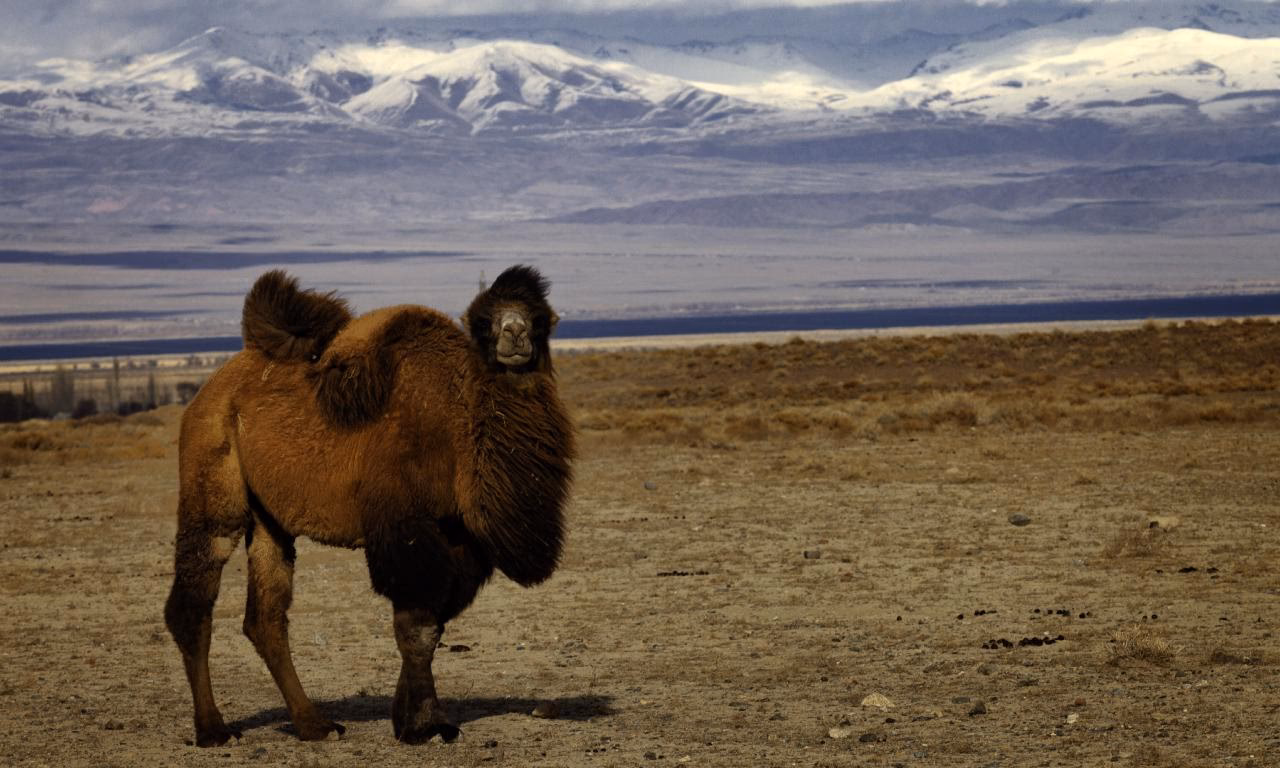 ¿Brocha pelo de camello para qué sirve?