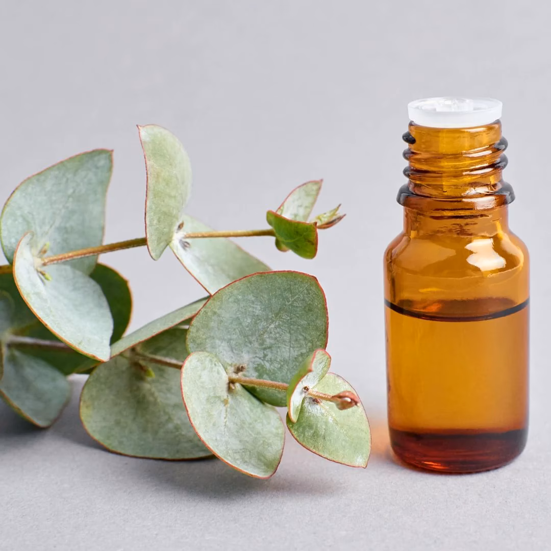 ¿Cómo se utiliza el eucalipto para el cabello?