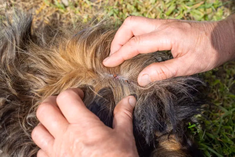 ¿Cómo eliminar un parásito de la piel?