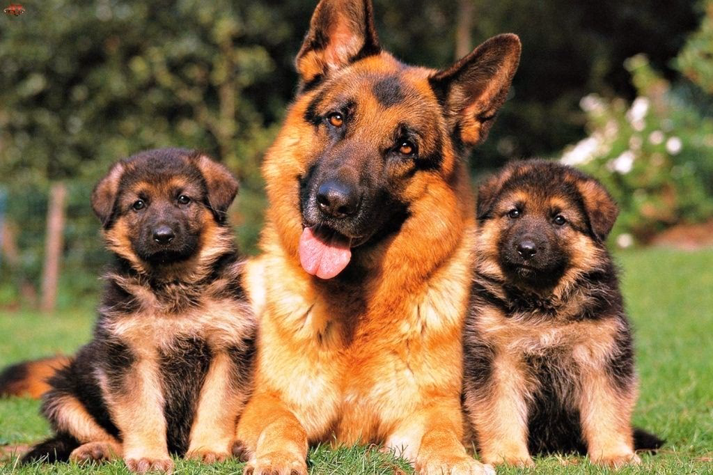 ¿Cómo consiguen los pastores alemanes tener el pelo largo?