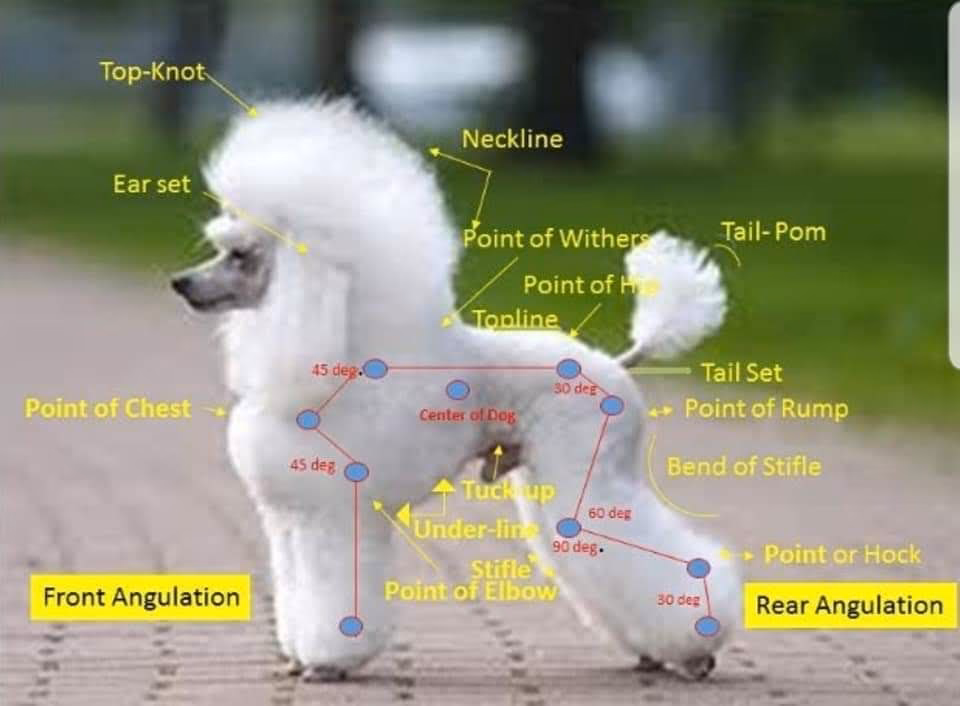 ¿Qué es la tinción por porfirina en los perros?