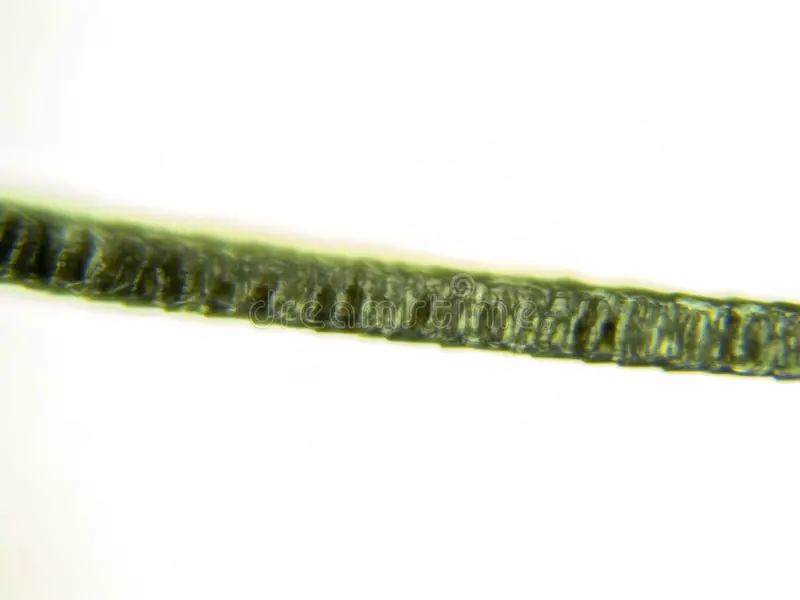 ¿Qué tipo de pelo tiene el gato?