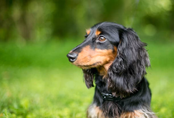 ¿Cuánto vale un perro salchicha de pelo largo?