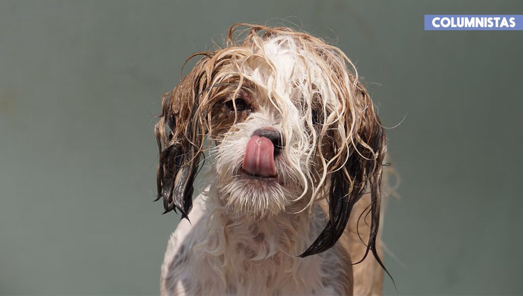 ¿Por qué mi perro tiene un olor a queso?