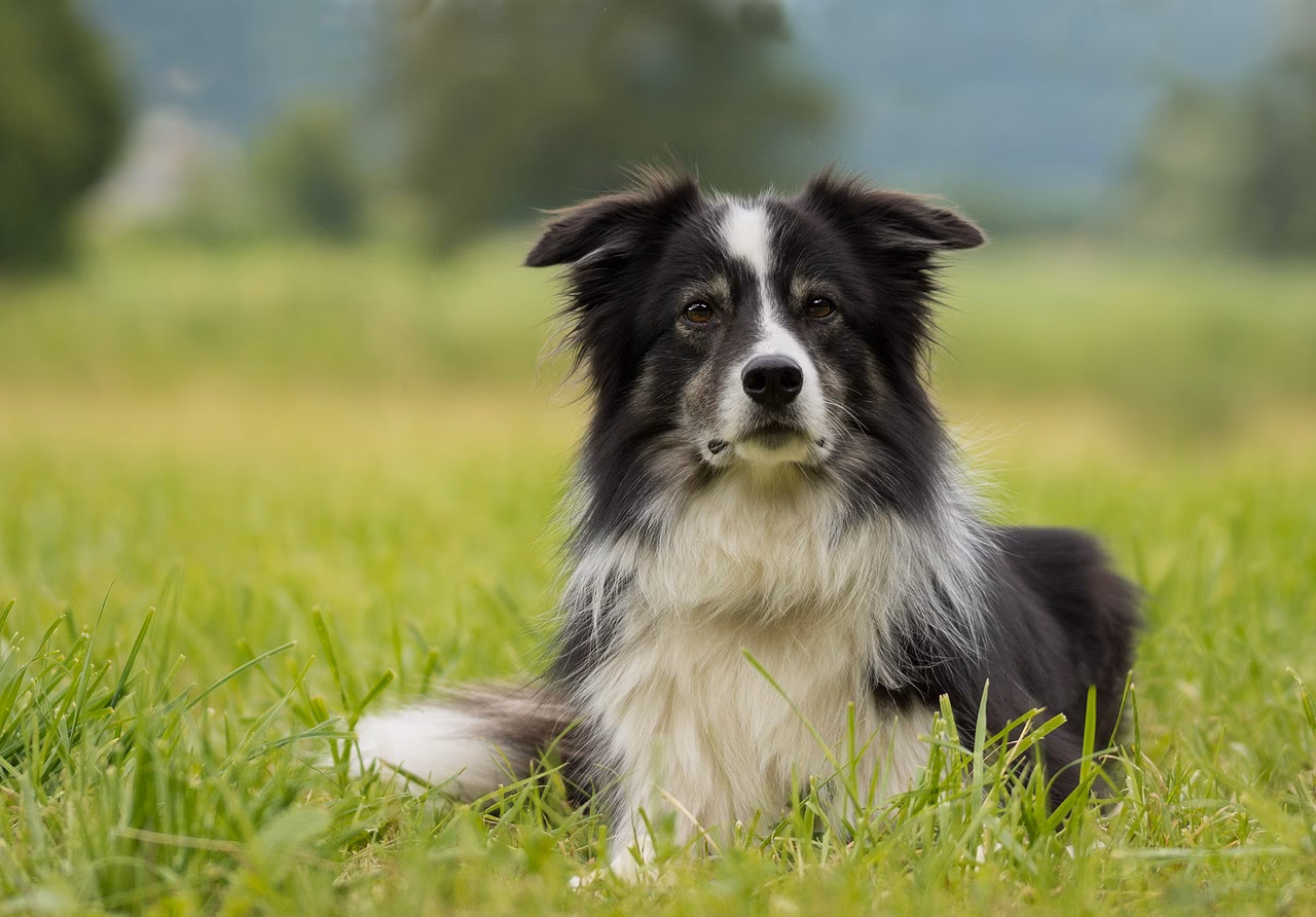 ¿Qué color de border collie es más caro?