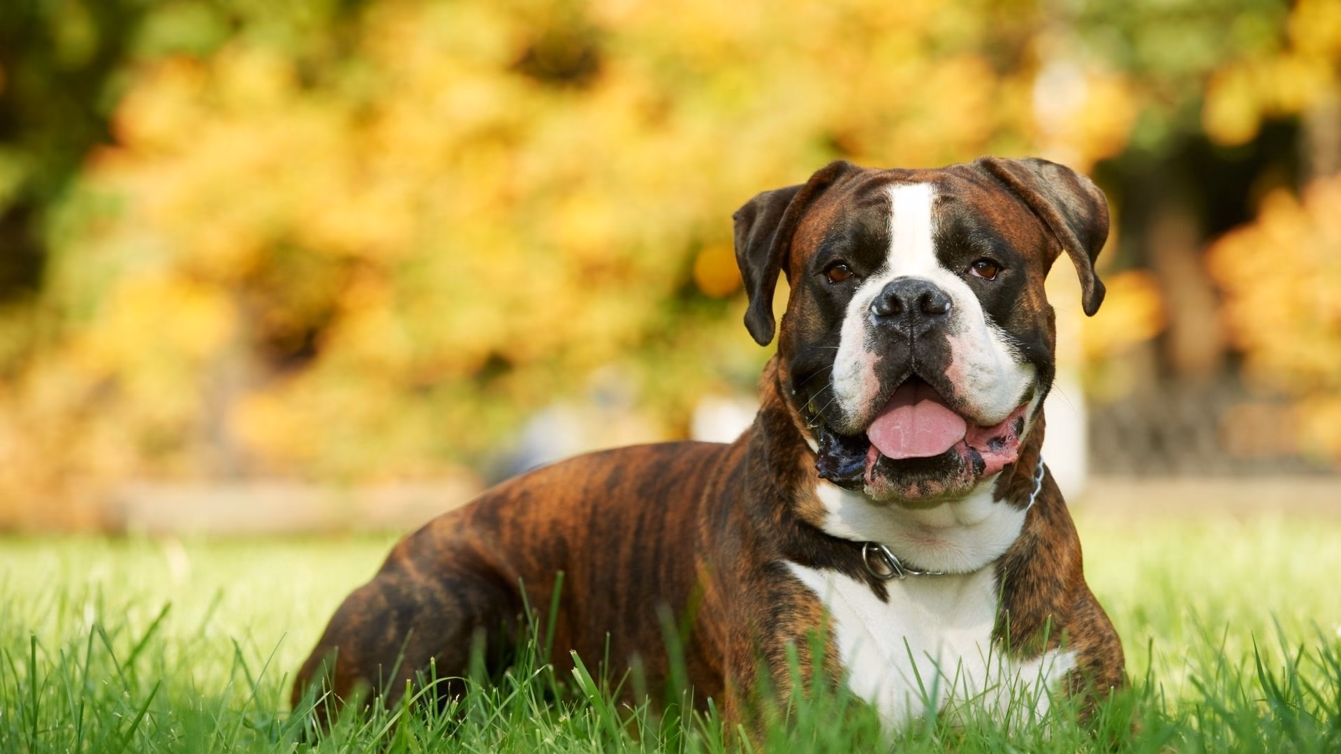 ¿Cuánto vale un perro bóxer?