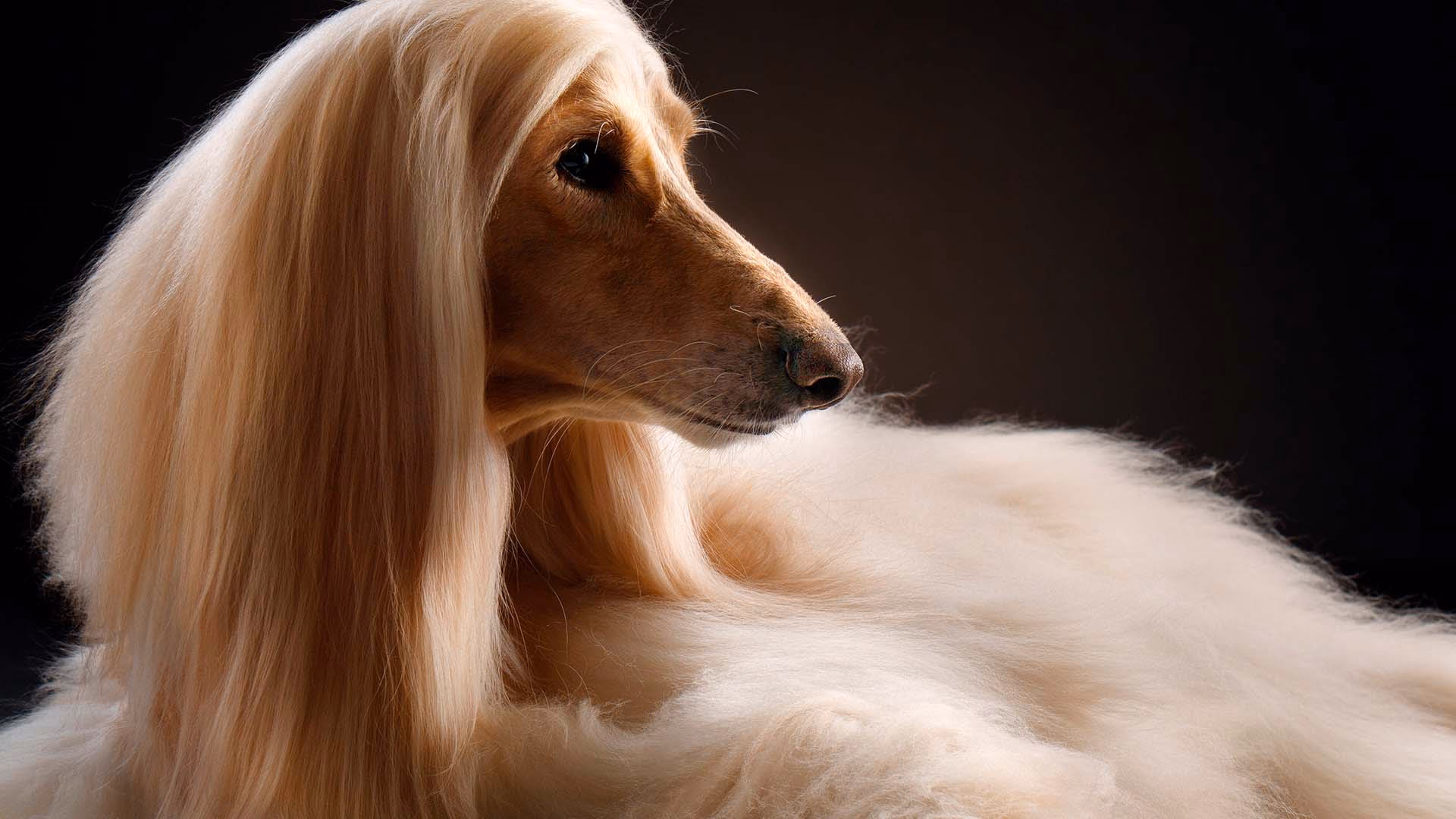 ¿Cómo se llama la raza de perros con pelo liso?