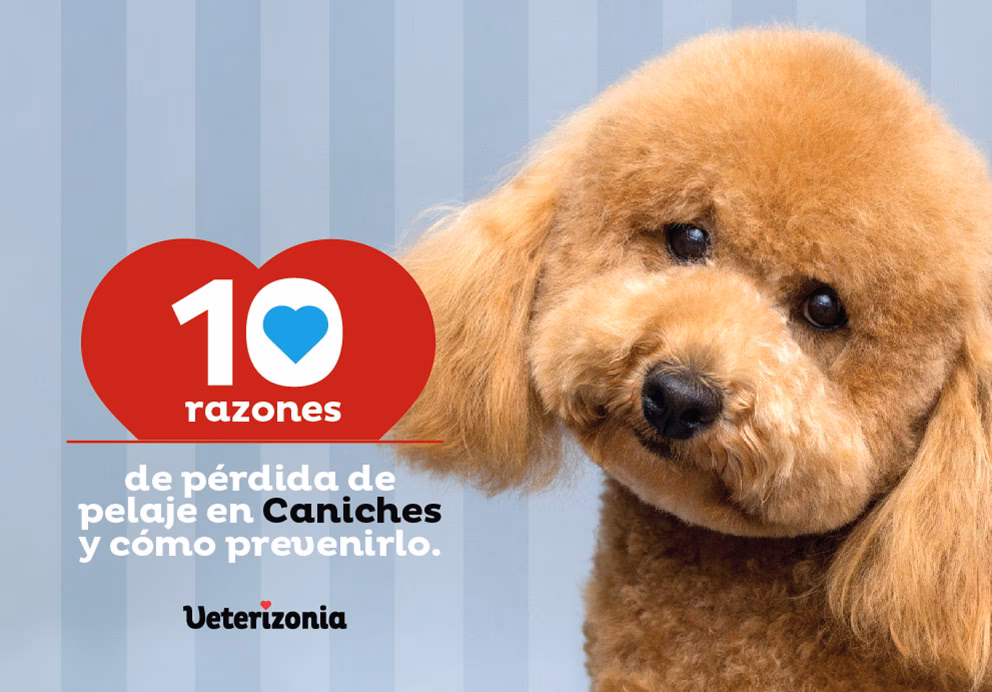 ¿Cómo puedo quitar lo oxidado de los ojos de mi perro?