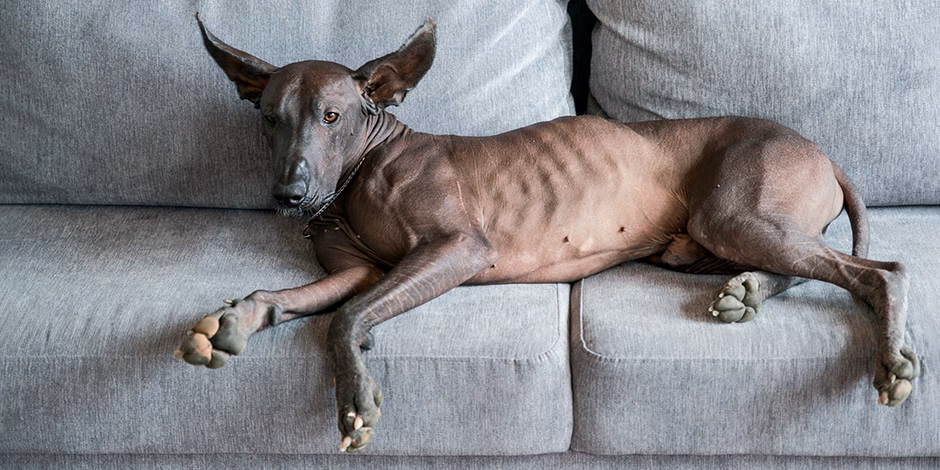 ¿Cómo saber si mi perro es de raza rhodesian?