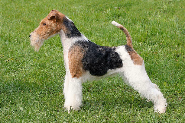 ¿Cuánto viven los fox terrier pelo de alambre?