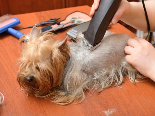 ¿Qué les pasa a los perros cuando se les corta el pelo?