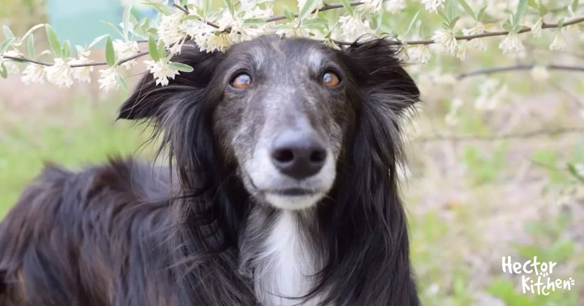 ¿Cuánto cuestan los perros Yorkie?