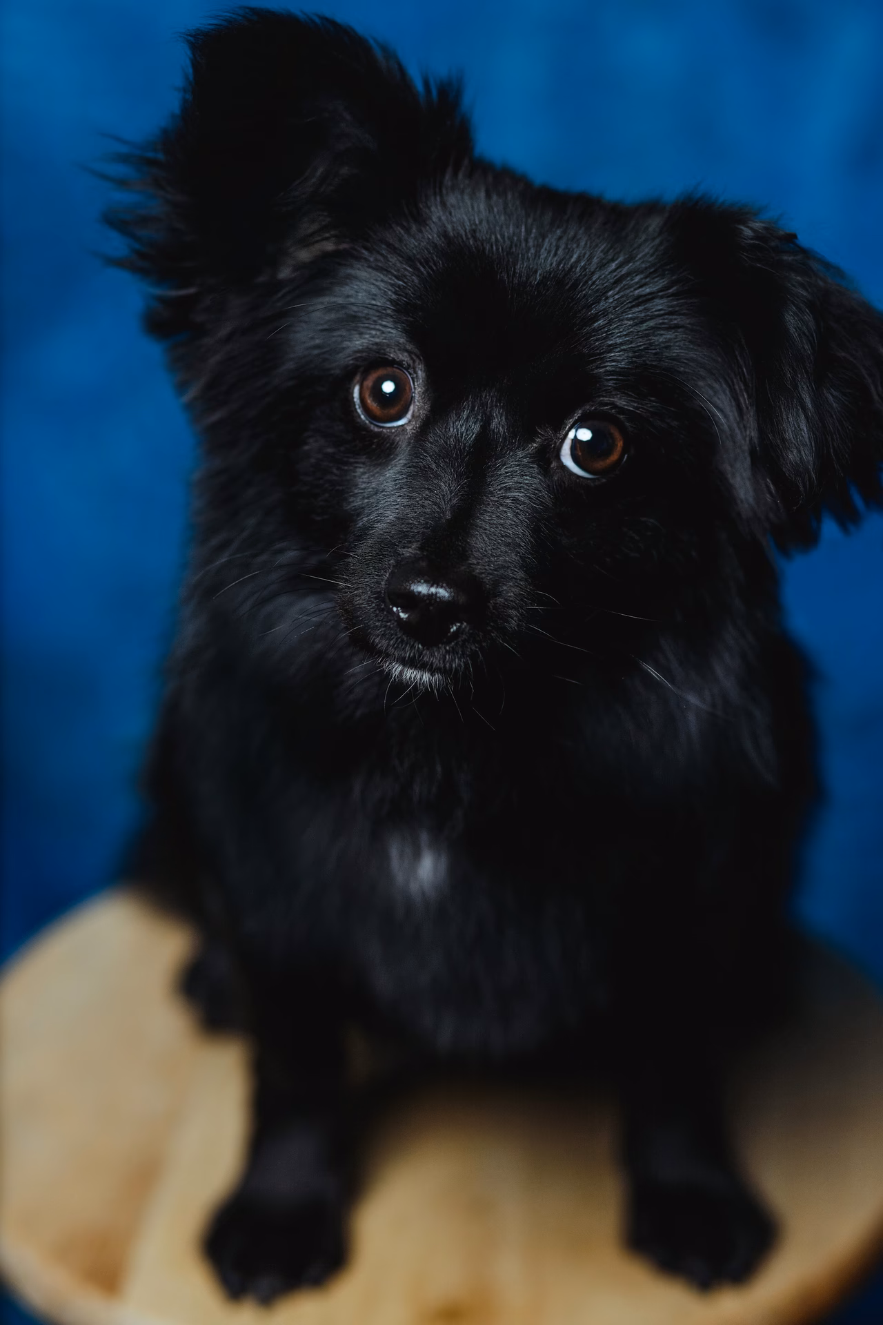 ¿Qué razas de perros pequeños tienen pelo largo?