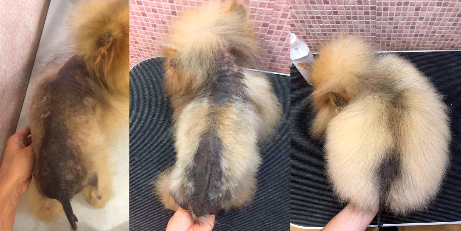 ¿Por qué mi perro tiene la piel negra y se le cae el pelo?