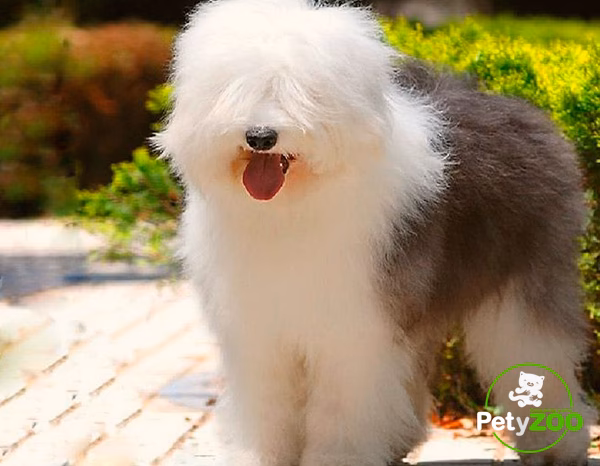 ¿Qué raza de perro pierde la vista?