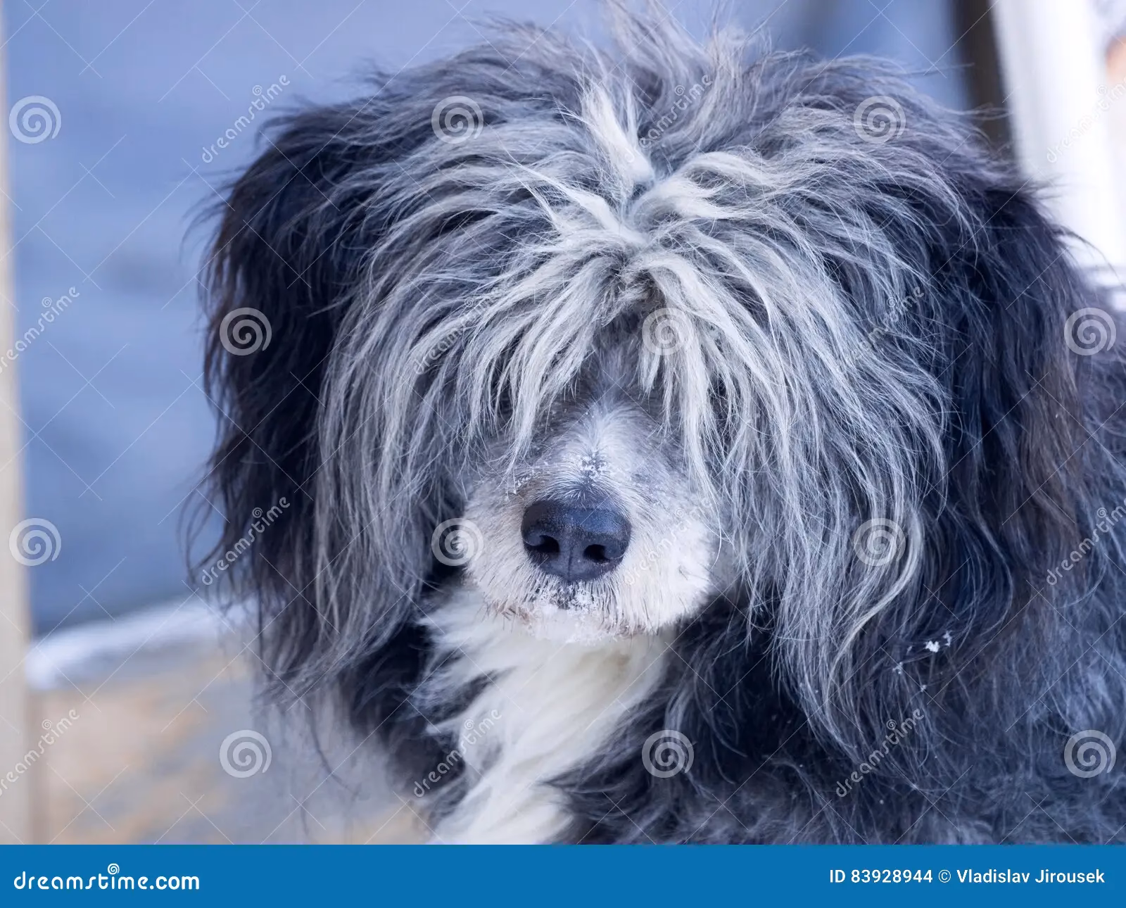 ¿Qué significa que mi perro se tape los ojos con las patas?