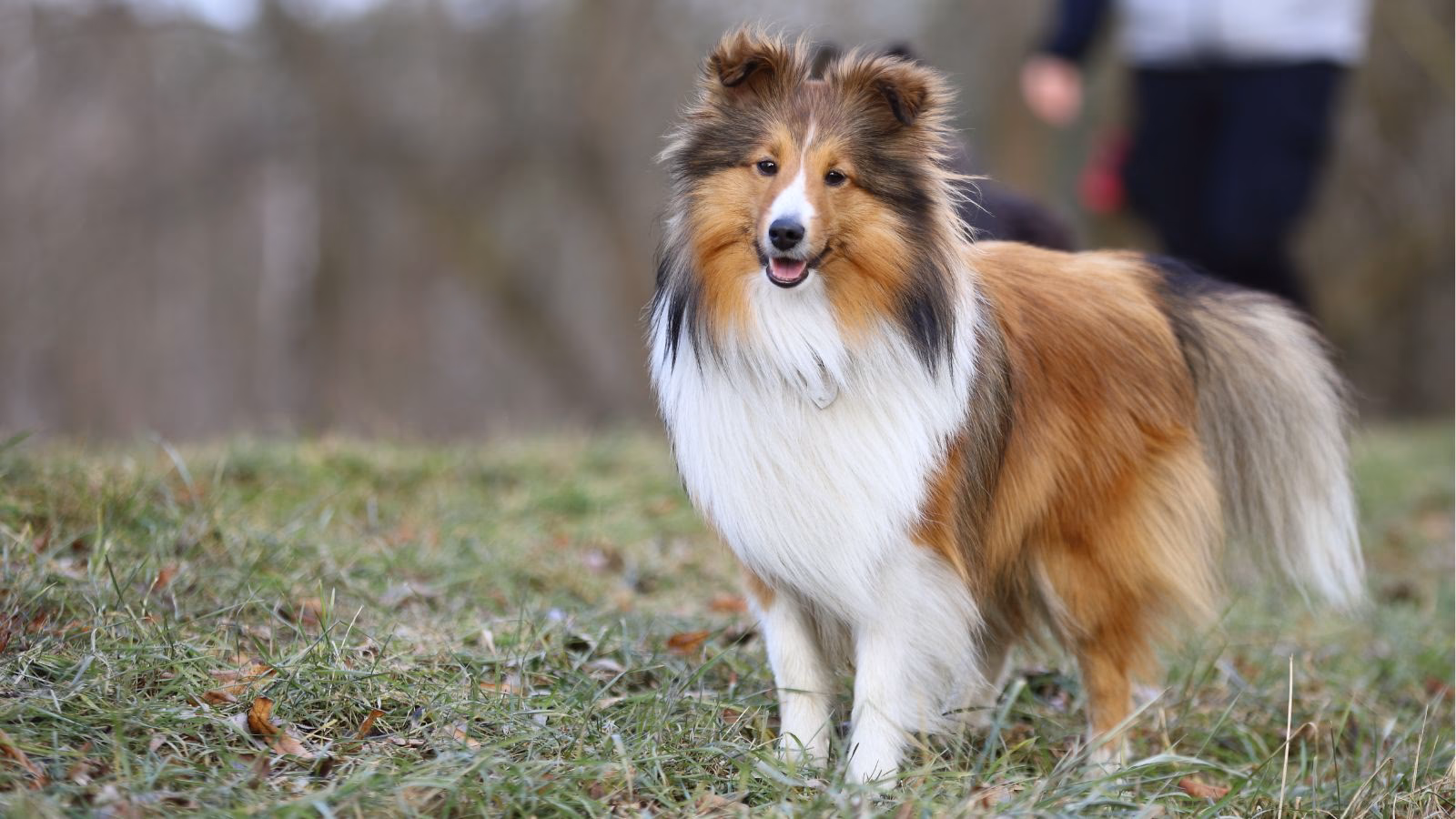¿Cuáles son algunas razas de perros medianos peludos?