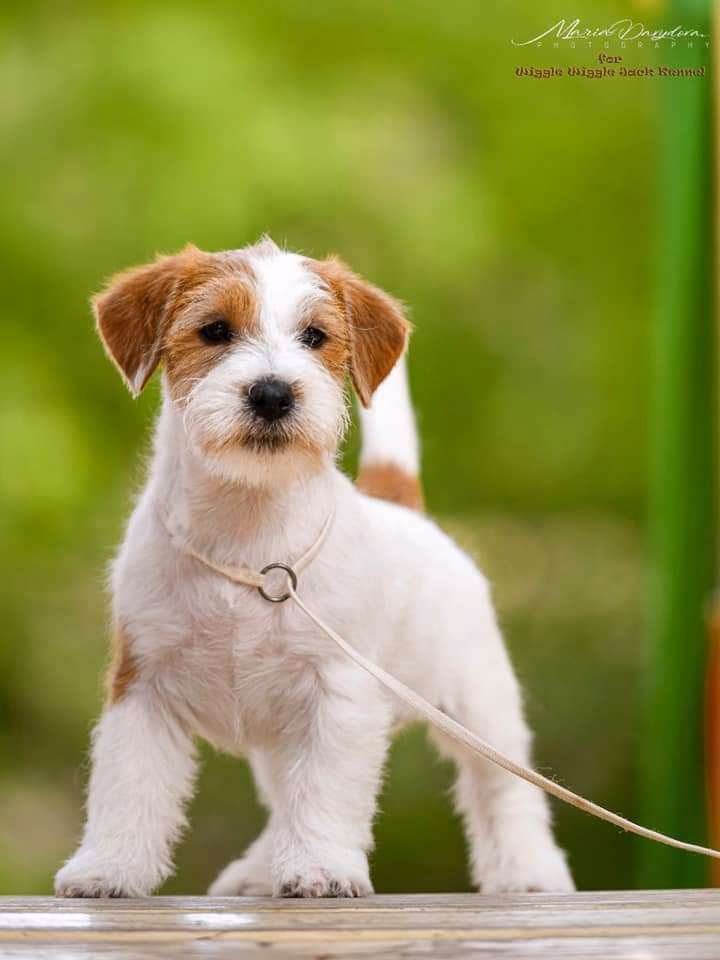 ¿Existe una raza de Jack Russell con pelo largo?