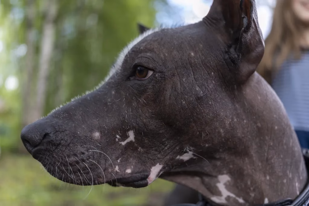 ¿Qué hacer si a mi perro le salieron granitos?