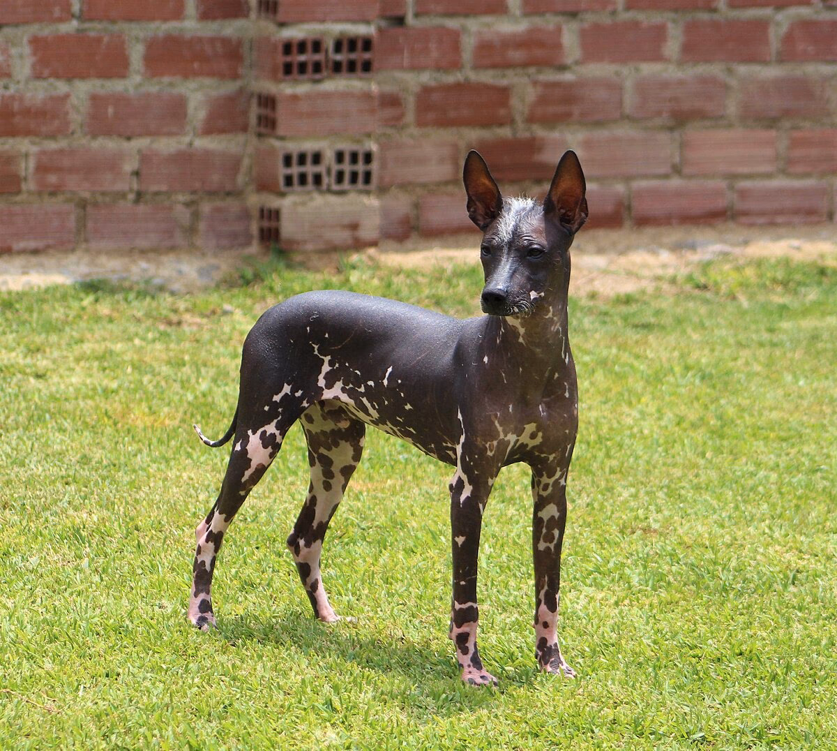 ¿Cuáles son las razas de perros de origen peruano?