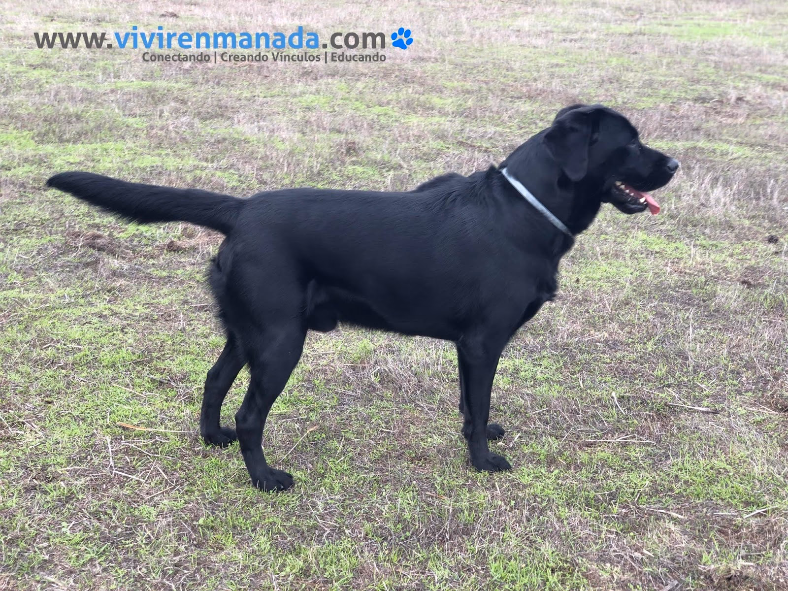 ¿Por qué mi perro tiene los pelos parados?