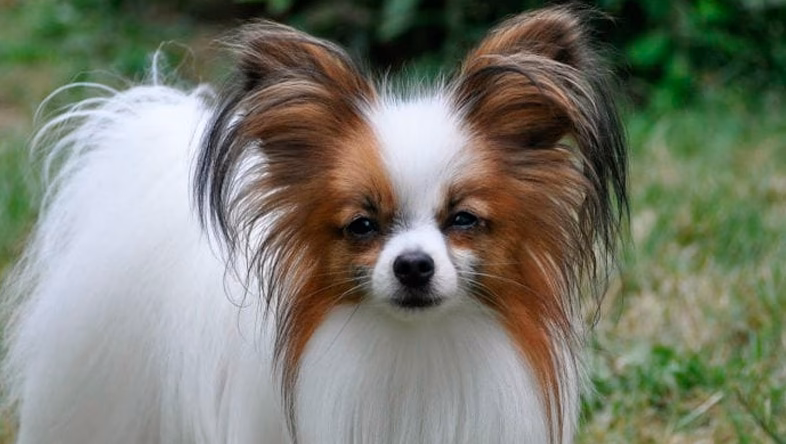 ¿Qué tipo de perro es pequeño con pelo largo?