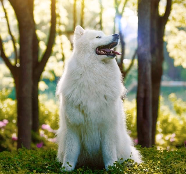 ¿Cómo se llama la raza de perros peludos blancos?