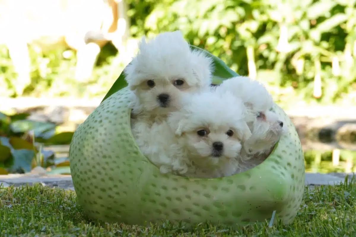 ¿Qué raza de perro se lleva mejor con los niños?