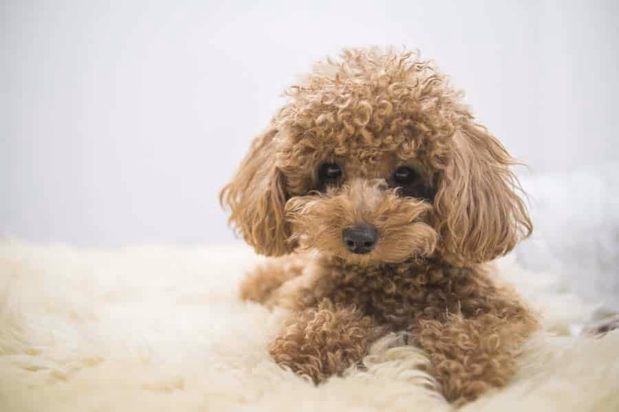 ¿Cuál es el perro pequeño más inteligente que no pierde pelo?