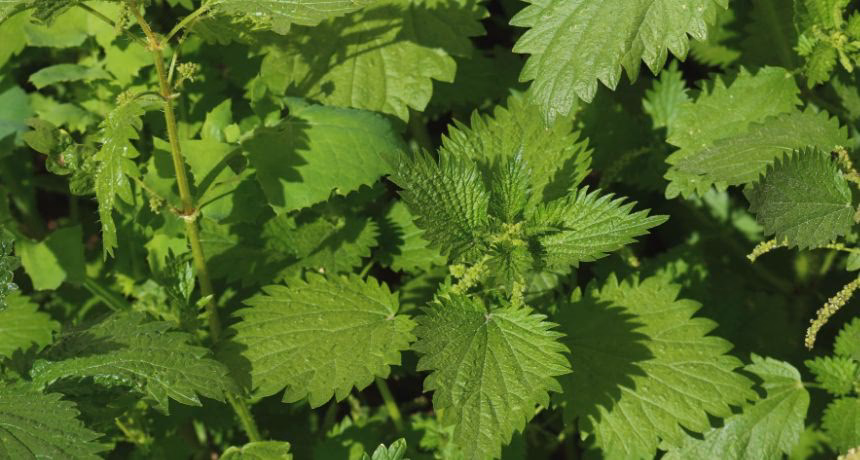 ¿Qué planta sirve para el cabello maltratado?