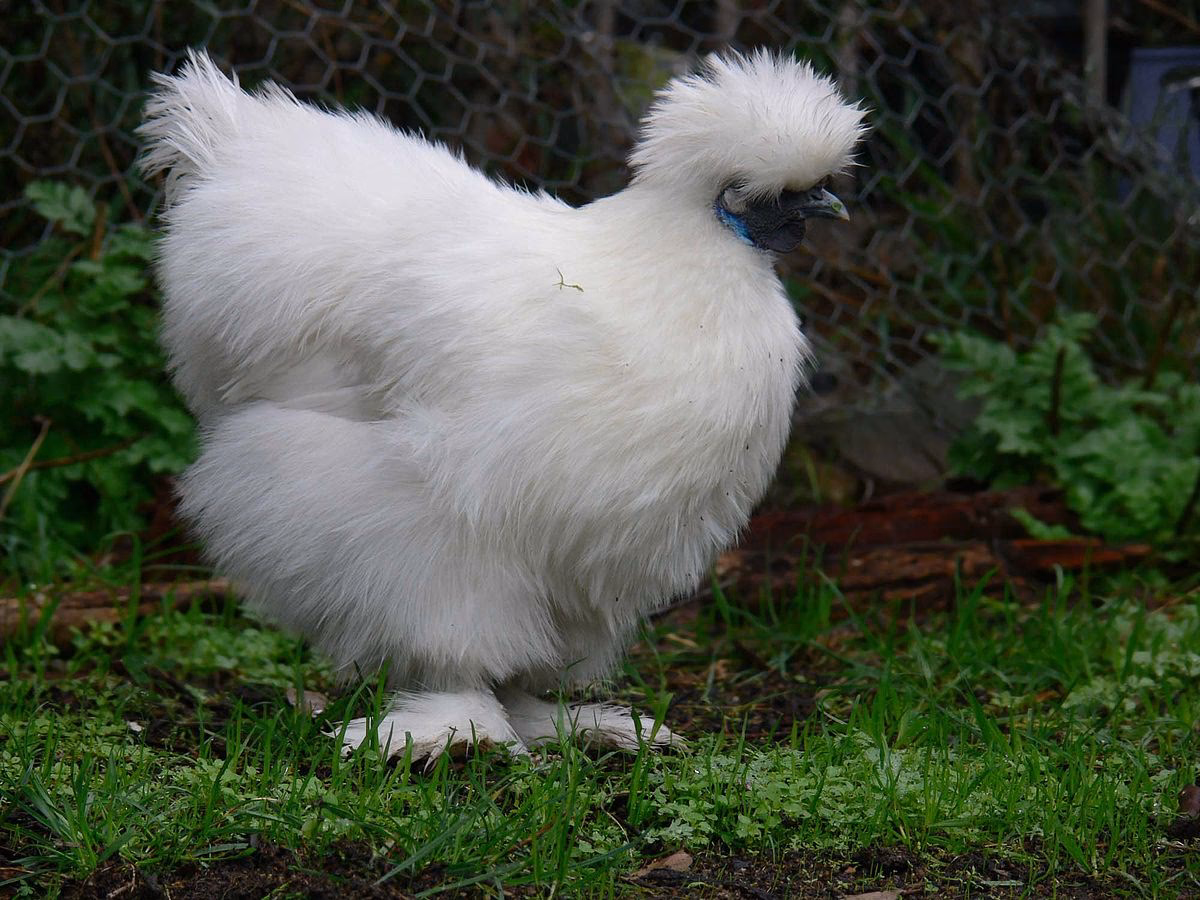 ¿Cómo se llama el pollo con pelo?