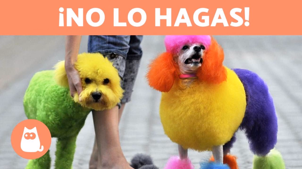 ¿Se le puede pintar el pelo a un perro?