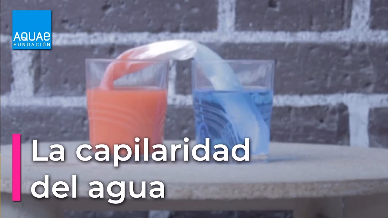 ¿Qué es la acción capilar y su importancia en los sistemas biológicos?