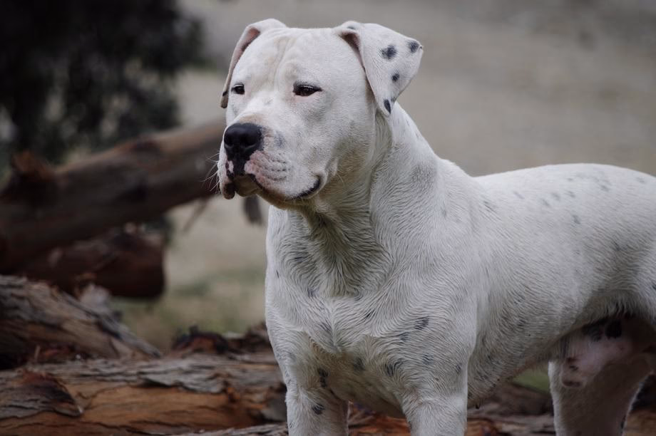 ¿El dogo argentino puede tener manchas negras?