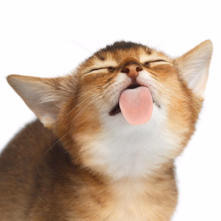 ¿Por qué mi gato me lame el pelo?