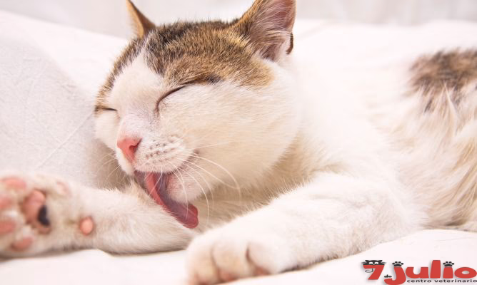 ¿Qué significa si a mi gato le gusta mi pelo?