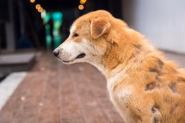 ¿Qué hacer si mi perro tiene partes sin pelo?