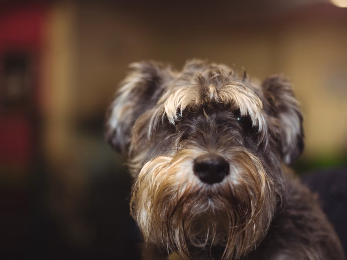¿Cómo puedo suavizar el pelo de mi perro?