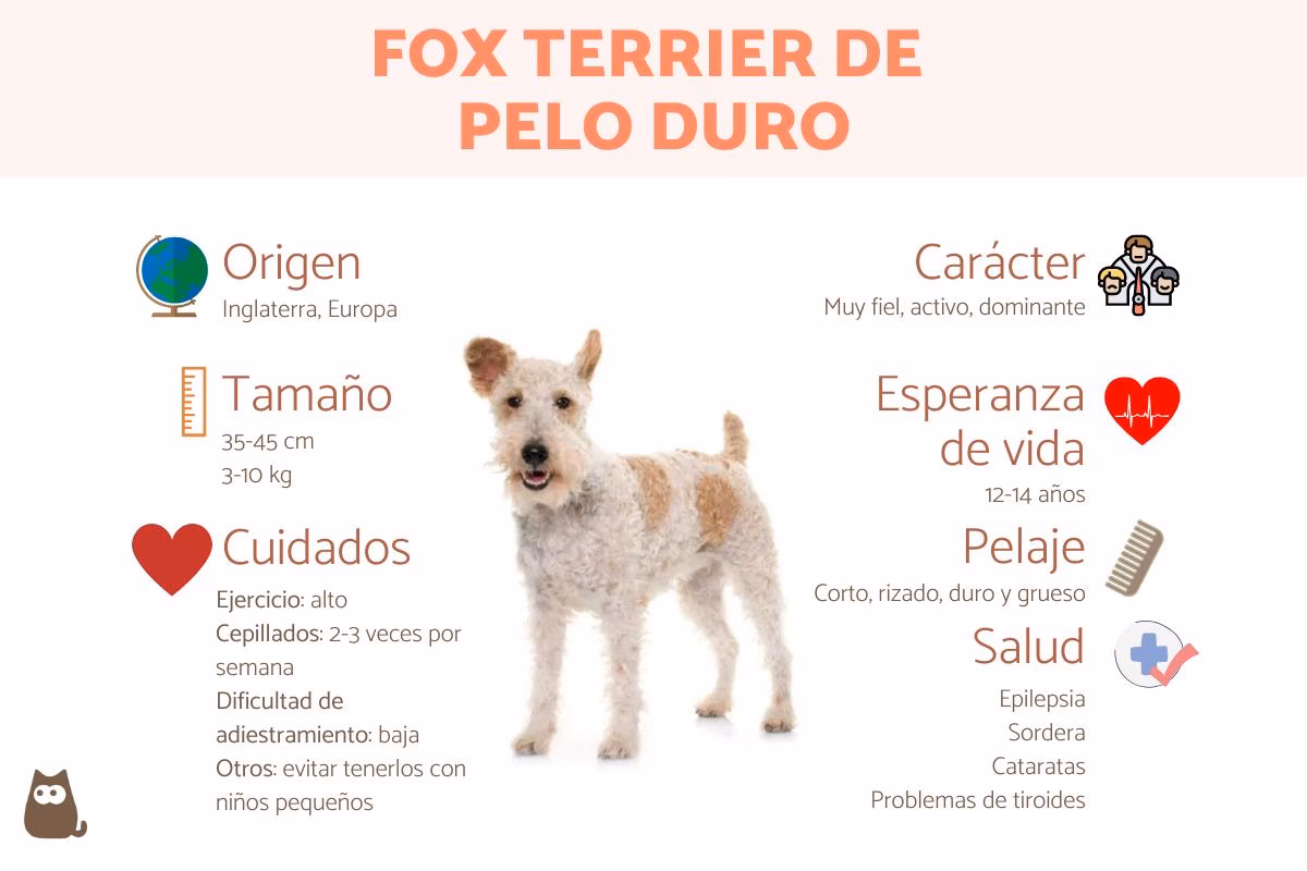 ¿Qué es el pelaje duro en perros?