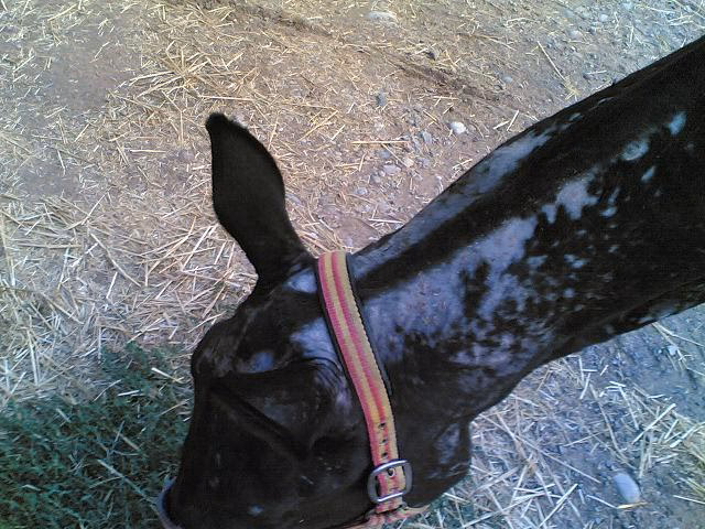 ¿Por qué se le cae el pelo a mi caballo?