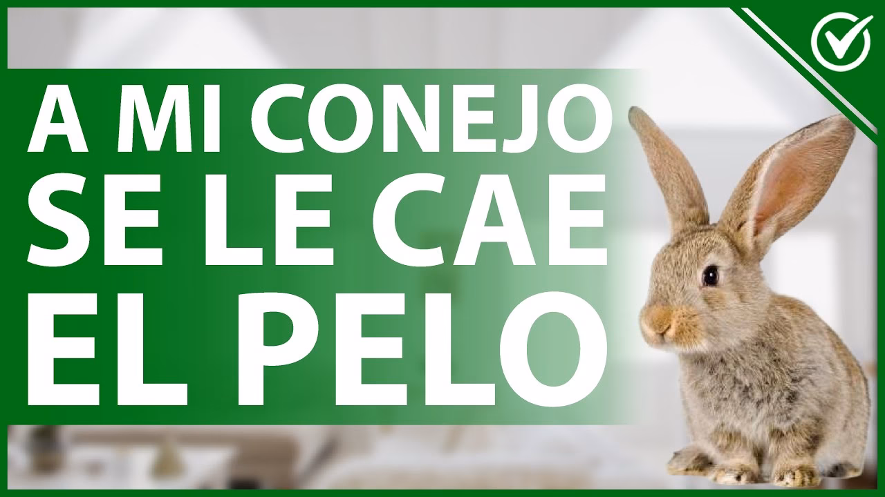 ¿Qué hago si a mi conejo se le cae el pelo?