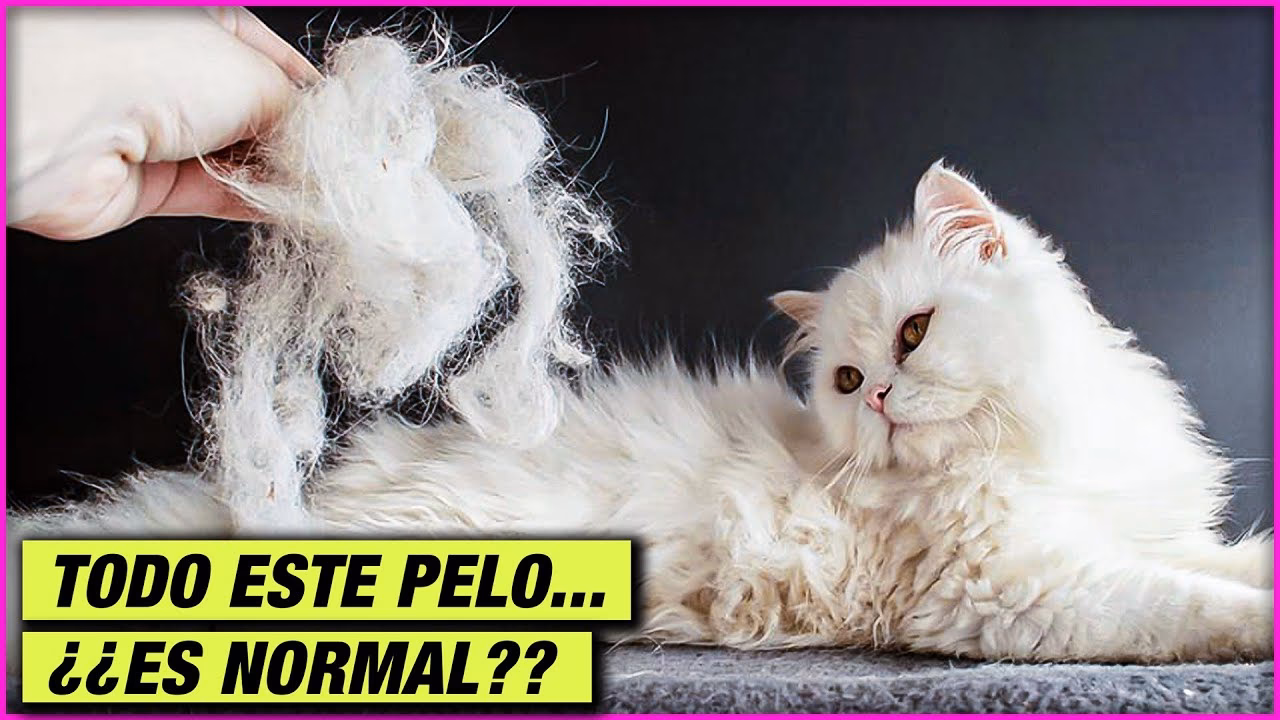 ¿Cuando un gato bota mucho pelo, ¿qué significa?