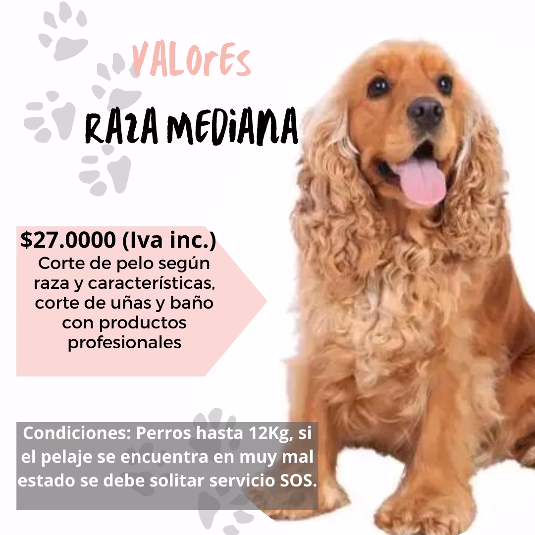 ¿Cuánto cobran por un baño para perros?