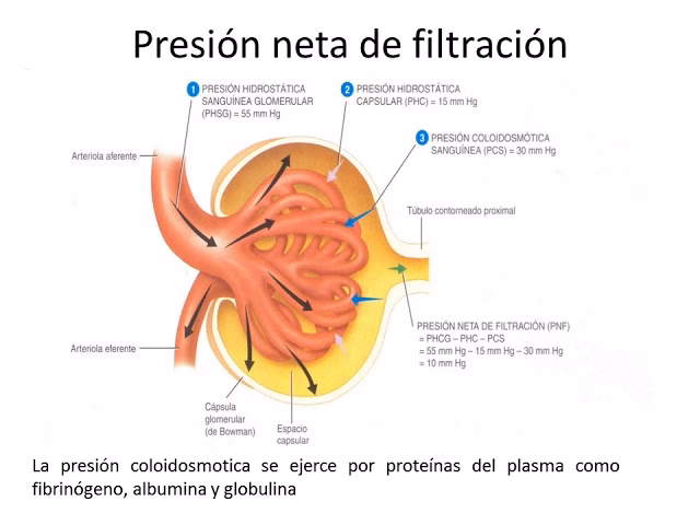 ¿Qué es la presión de filtración?