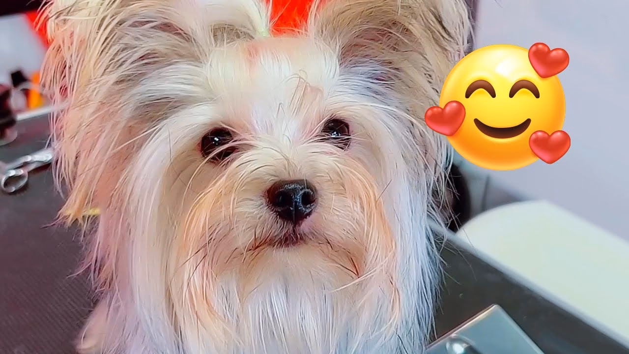 ¿Cuáles son los 3 tipos de Yorkshire?