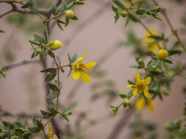 ¿Cuáles son las propiedades mágicas de la jarilla?
